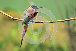 Northern carmine bee-eater