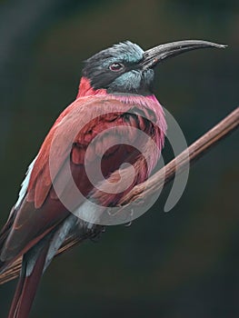 Northern carmine bee-eater