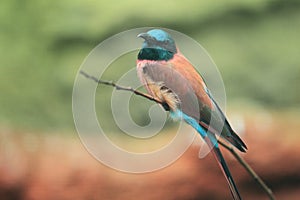 Northern carmine bee-eater