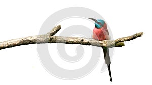 Northern Carmine Bee-Eater