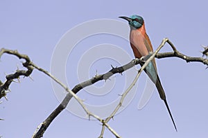 Northern Carmine Bee-eater