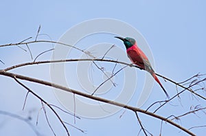 Northern Carmine Bee-eater