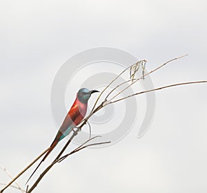 Northern Carmine Bee-eater, Kenya