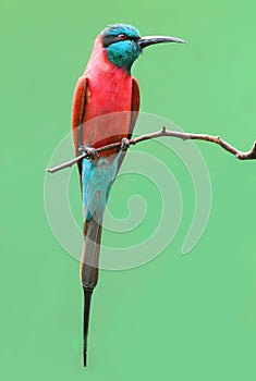 The Northern Carmine Bee-Eater (Merops nubicus).