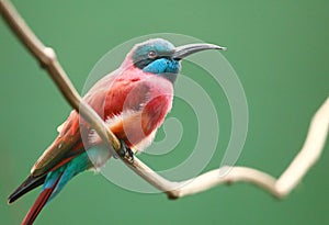 The Northern Carmine Bee-Eater (Merops nubicus).