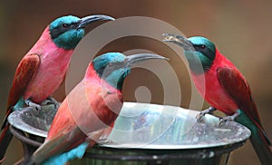 The Northern Carmine Bee-Eater (Merops nubicus).