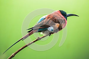 A Northern Carmine Bee-Eater Merops nubicus. This african bird eating is made up primarily of bees and other flying