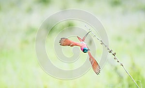 Northern Carmine Bee-eater Merops nubicus in Flight