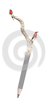 Northern Carmine Bee-Eater Merops nubicus on a pencil