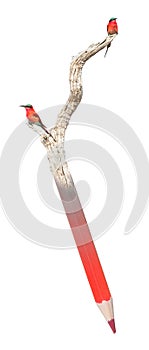 Northern Carmine Bee-Eater Merops nubicus on a pencil