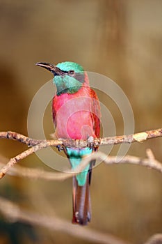 The Northern Carmine Bee-eater ,Merops nubicus, sitting on a branch with a yellow background. Alternative common names include the