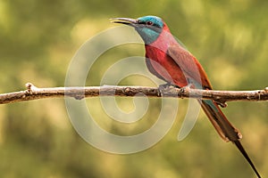 Northern carmine bee-eater perched on a barren tree branch.