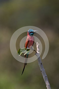 Northern Carmine Bee-eater