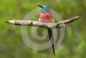 Northern Carmine Bee-Eater sitting on a pencil