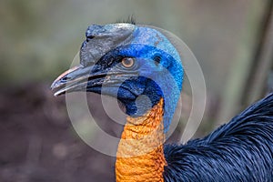 Northern cassowary portrait