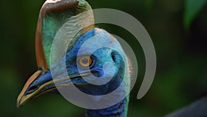 Northern cassowary walking in its forest in Papua New Guinea