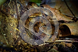 Northern Cat-eyed Snake - Leptodeira septentrionalis species of medium-sized, slightly venomous snake, found from southern Texas