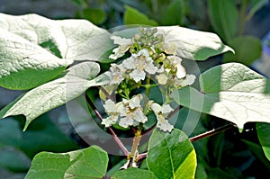 Northern Catalpa Tree in Flower - Catalpa speciosa