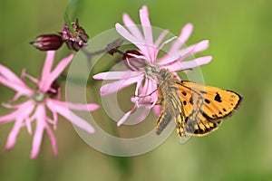 Northern chequered skipper