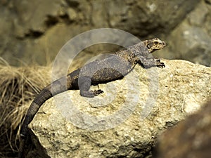 Northern Chuckwalla, Sauromalus obesus, is a stocky ground lizard