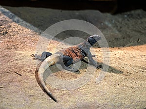 the Northern Chuckwallas, Sauromalus obesus, stocky lizard lying on a rock basking