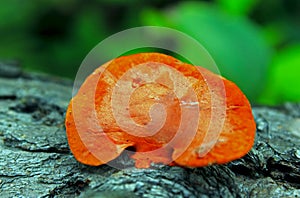 Northern cinnabar polypore, Pycnoporus cinnabarinus