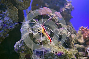 Northern cleaner shrimp