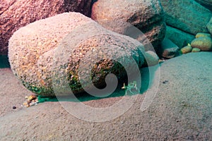 Northern Clearwater Crayfish, Orconectes propinquus in Lake Superior