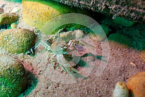 Northern Clearwater Crayfish, Orconectes propinquus in Lake Superior