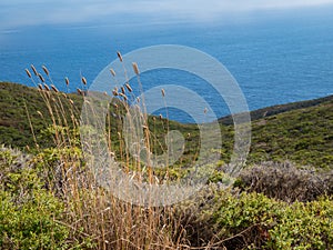 Northern coastal scrub  near Muir Beach, Golden Gate Recreation Area Califorina