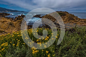 Northern coastal scrub Point Lobos State Park California