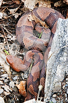 Northern Copperhead photo