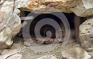 Northern copperhead