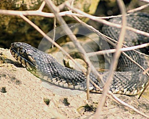 Northern Cottonmouth snake