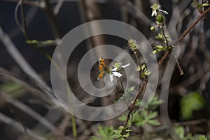 Northern Crescent Butterfly