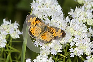 Northern crescent butterfly foraging for nectar on mountain mint