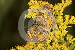 Northern crescent butterfly on yellow goldenrod flowers in Vernon, Connecticut.