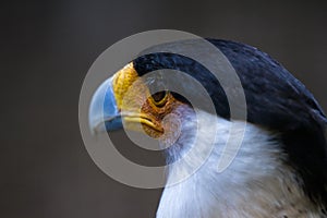 Northern crested caracara - Caracara cheriway