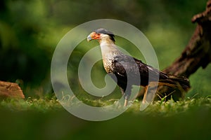 Northern Crested Caracara - Caracara cheriway bird of prey in the family Falconidae