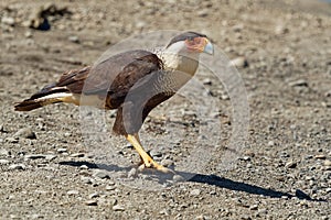 Northern Crested Caracara - Caracara cheriway  bird of prey in the family Falconidae, formerly considered conspecific with the