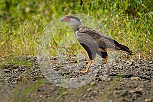 Northern Crested Caracara - Caracara cheriway  bird of prey in the family Falconidae, formerly considered conspecific with the