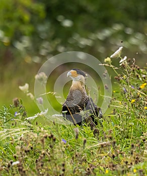 Northern crested caracara (Caracara cheriway) rests in field of wildflowers