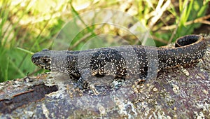 Northern crested newt, great crested newt or warty newt Triturus cristatus