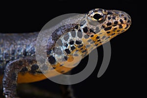 Northern crested newt Triturus cristatus