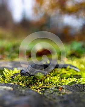 Northern crested newt, Triturus cristatus. Bieszczady, Carpathians, Poland
