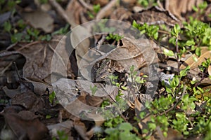 Northern Cricket Frog