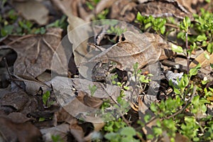 Northern Cricket Frog