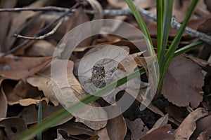 Northern Cricket Frog