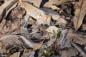 Northern Cricket Frog