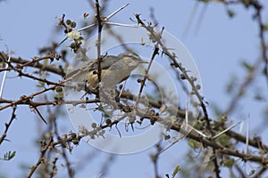 Northern Crombec sitting in the crown of a tree in an oasis in the savannah